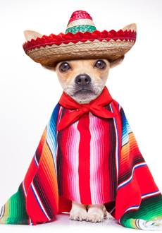 Chihuahua with mexican costume